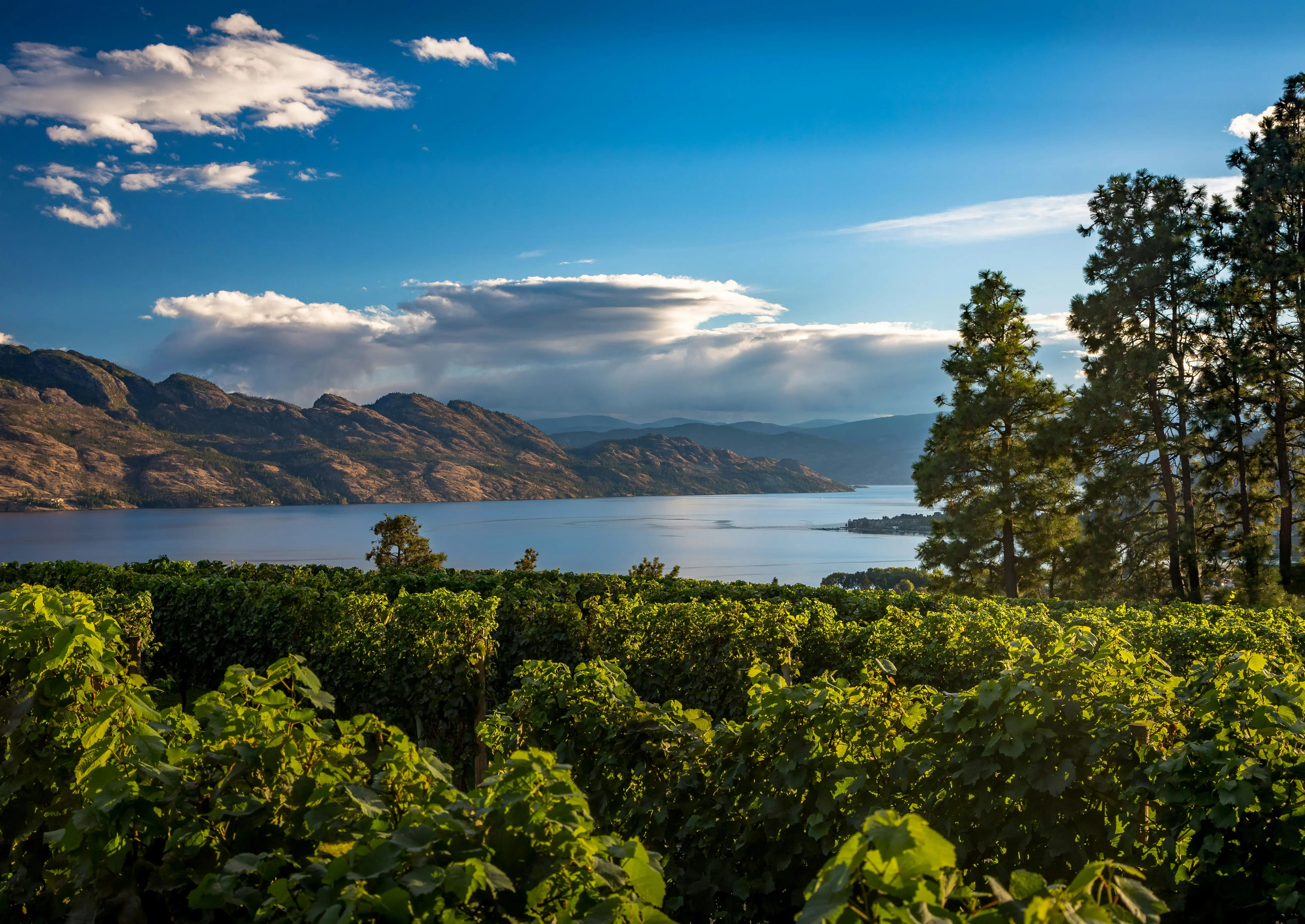 Kelowna Landscape